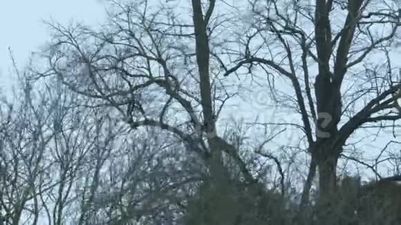 树在强风中蜿蜒视频的预览图