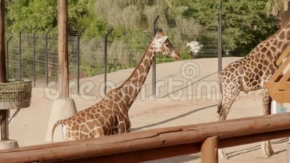 在阳光明媚的日子里动物园里的长颈鹿视频的预览图