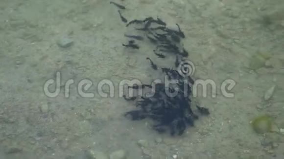 蝌蚪群游池塘视频的预览图