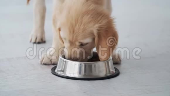 好吃的小狗从碗里吃视频的预览图