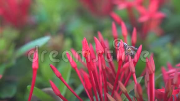 伊索拉的蜜蜂视频的预览图