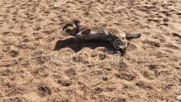 一只可爱的狗躺在沙滩上视频的预览图