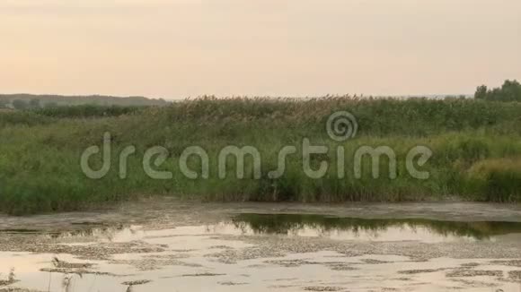 日落湖上有芦苇视频的预览图