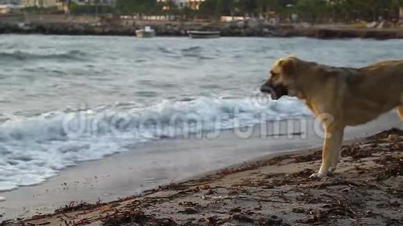 狗在海里玩得很开心视频的预览图