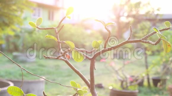 泰国花园里的杜鹃花视频的预览图