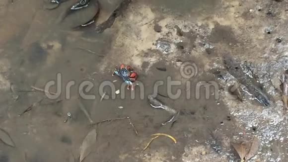 麦德红树林蟹是螃蟹视频的预览图