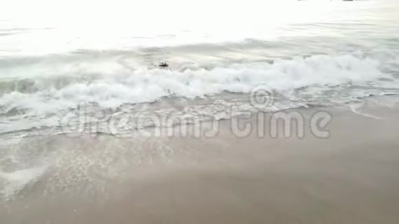 狗在海洋中玩耍视频的预览图