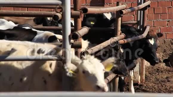 土耳其还在谷仓里饲养奶牛像种族视频的预览图