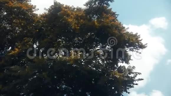 刮风天气的树视频的预览图
