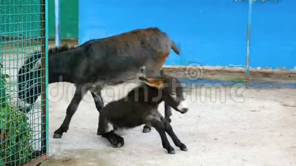 一头驴和一只白驹视频的预览图