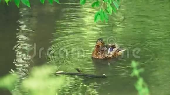 鸭子在池塘上视频的预览图