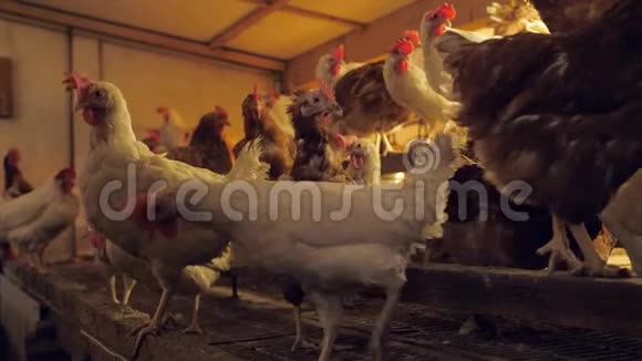 一个有很多鸡肉的谷仓视频的预览图
