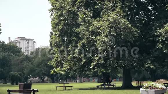 公园中央的一棵大树视频的预览图
