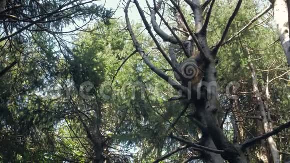 猴子在树上睡觉视频的预览图