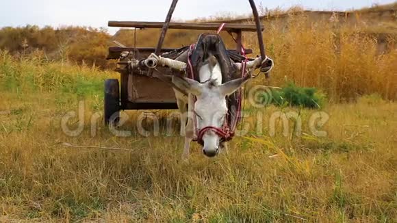 一头白驴和一辆手推车在田野里视频的预览图