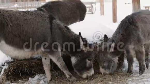 驴子在农场吃干草视频的预览图
