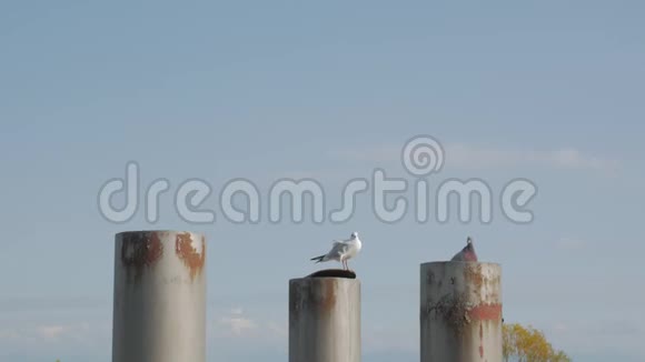 港口的海鸥和鸽子视频的预览图
