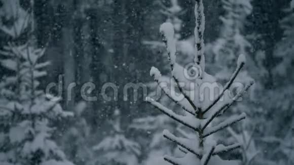 用雪合上树视频的预览图