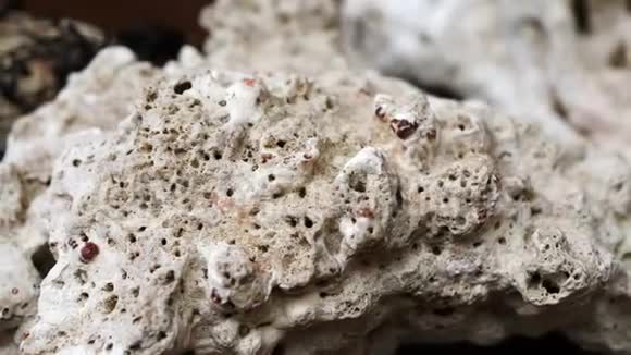 干海珊瑚结构视频的预览图