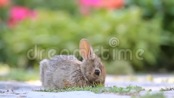 可爱的小兔子视频的预览图