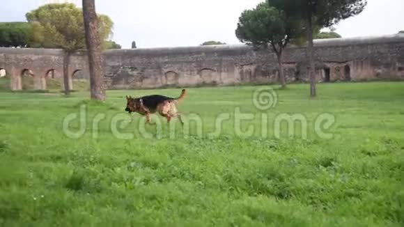 德国牧羊犬在公园玩得很开心视频的预览图
