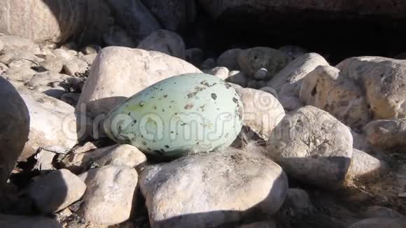 大西洋穆雷UriaAlge鸡蛋视频的预览图