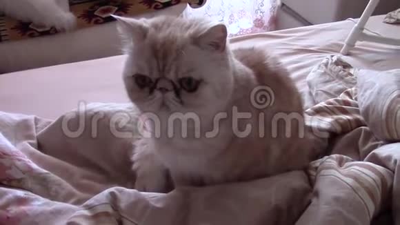 床上的甜猫猫在舔自己视频的预览图