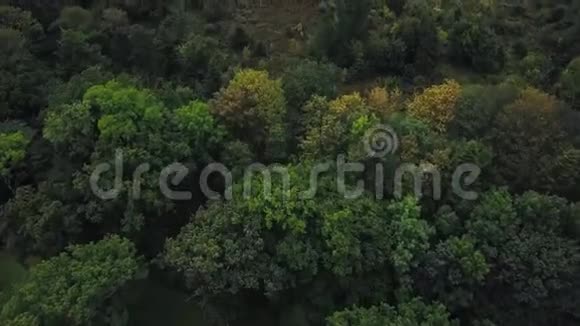 绿色的欧洲森林视频的预览图