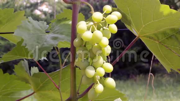 一串葡萄在灌木上视频的预览图