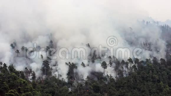 直升机在森林大火中滴水视频的预览图