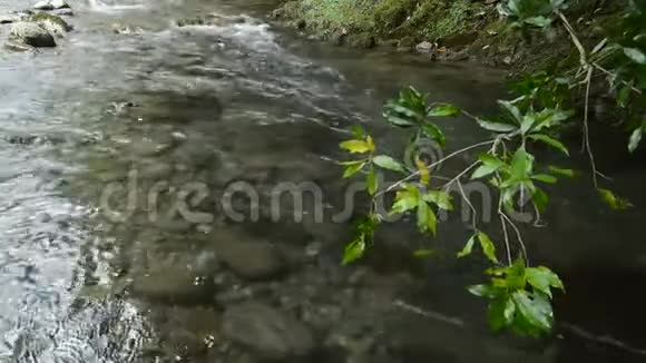 浅浅温柔的小溪视频的预览图