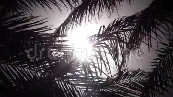 树叶从一棵棕榈树中摇摆在风中阳光照耀着明亮的光线快关门慢动作视频的预览图