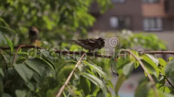 麻雀坐在树枝上视频的预览图