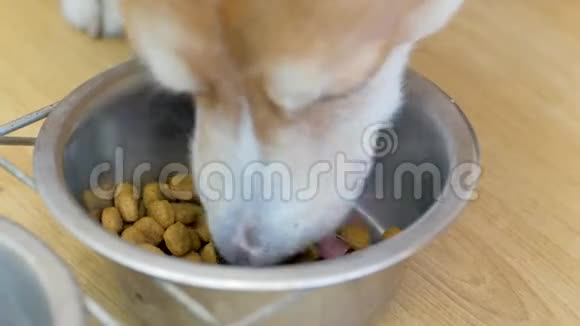 狗吃食物视频的预览图