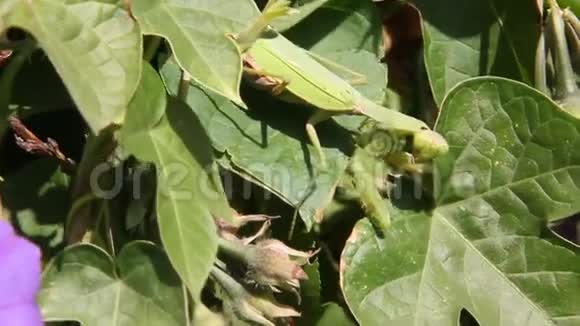 螳螂的昆虫视频的预览图