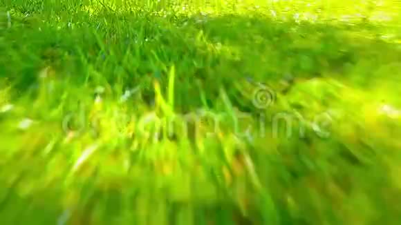 在绿草中飞翔视频的预览图