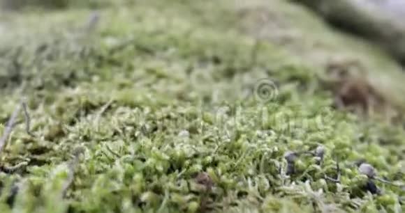 森林岩石上的苔藓视频的预览图