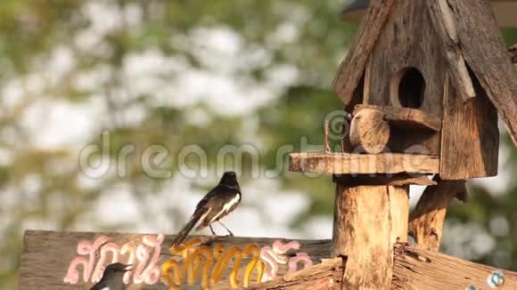 鸟东方喜鹊知更鸟在木制标志和鸟屋上视频的预览图