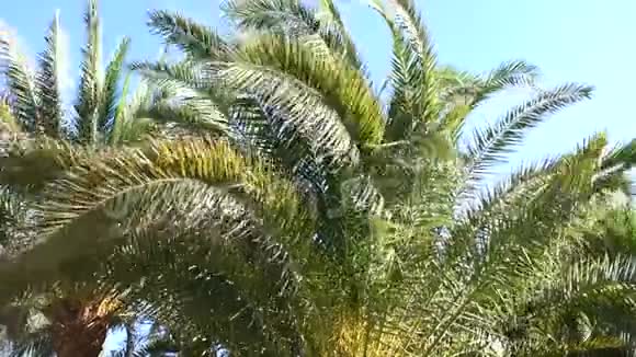 棕榈树在风中移动视频的预览图