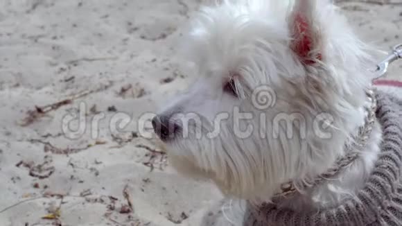 小白狗在贝奇视频的预览图