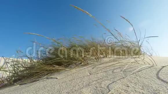 海滩上的风和日丽的下午视频的预览图