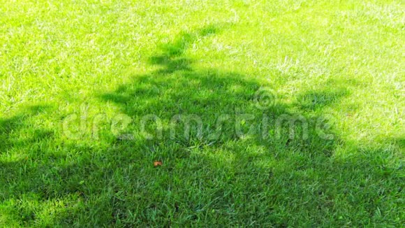 绿茵草地上的影子视频的预览图
