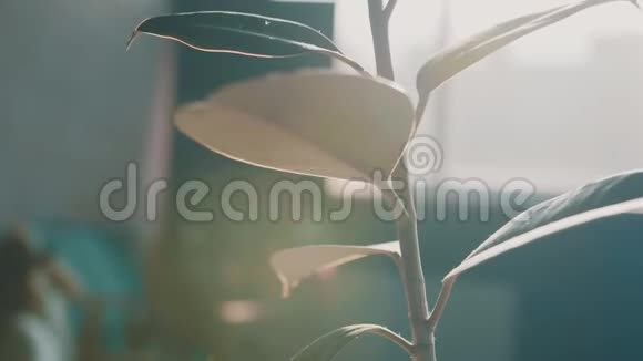 植物和太阳光的特写视频的预览图