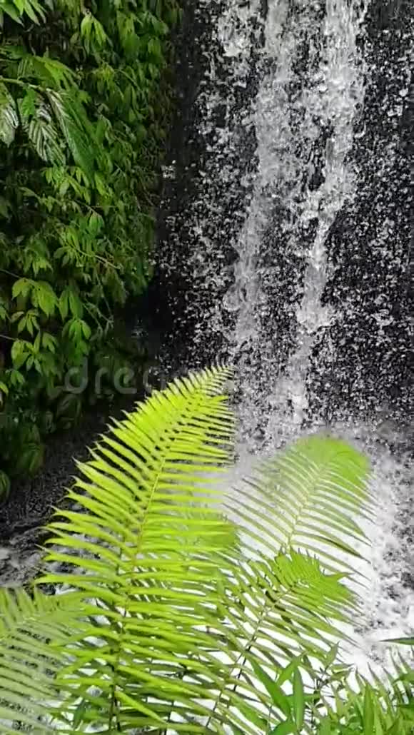 巴厘岛丛林瀑布视频的预览图