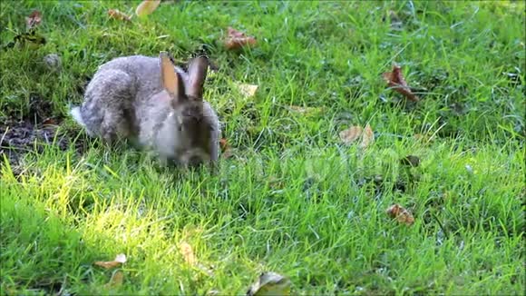 野兔在公园里吃草视频的预览图