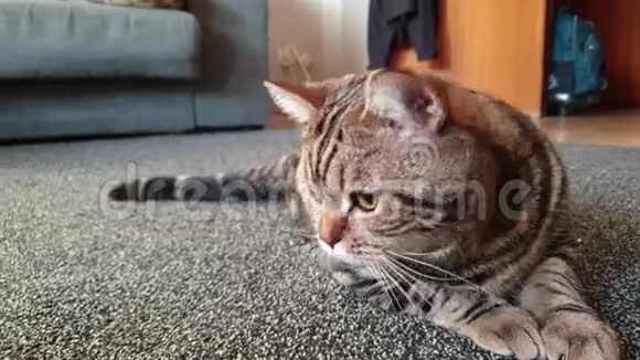 地毯上的一只英国猫视频的预览图