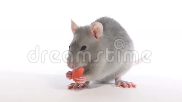 老鼠啃胡萝卜视频的预览图