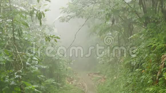 雾蒙蒙的丛林中的小路视频的预览图