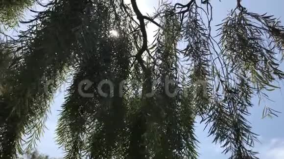 阳光透过长长的缕缕树枝照耀着加州圣巴巴拉视频的预览图