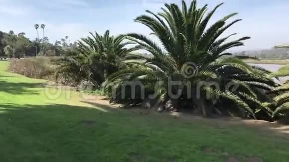 沿塘边的大型蕨类植物圣巴巴拉加州4K视频的预览图